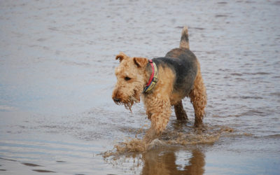 Are Airedale Terriers Hypoallergenic?