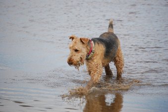 A Picture of an Airedale Terrier