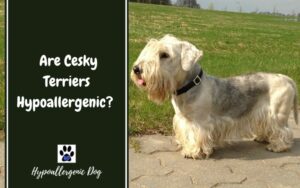 Cesky-Terrier-Hypoallergenic