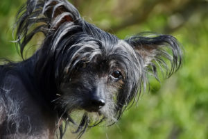 Chinese-Crested-Hypoallergenic