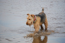 Hypoallergenic-Airedale-Terrier_thumb
