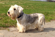 Hypoallergenic-Cesky-Terrier