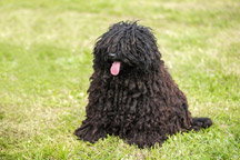 Are Pulis Hypoallergenic Dogs?