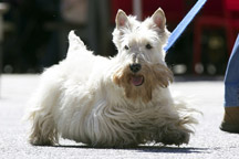 Hypoallergenic-Scottish-Terrier