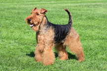 Hypoallergenic-Welsh-Terrier