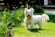  West Highland White Terrier
