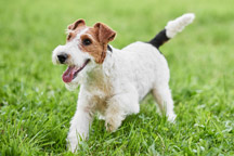 Wire-haired fox terrier
