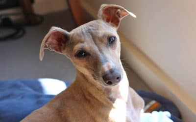 Are Italian Greyhounds Hypoallergenic Dogs?