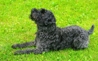 Are Kerry Blue Terriers Hypoallergenic Dogs?
