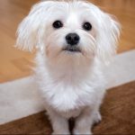 Maltese-Hypoallergenic-dog-sitting