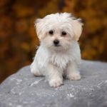 Maltese-Puppy-Hypoallergenic-dog