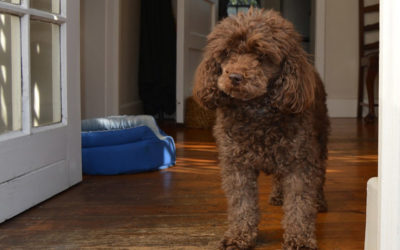 toy poodle hypoallergenic dogs