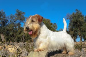 Sealyham-Terrier-Hypoallergenic-dog