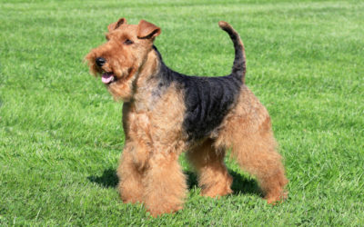 Are Welsh Terriers Hypoallergenic Dogs?