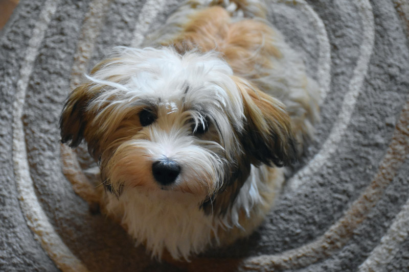 A Picture of a Havanese