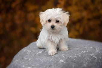 small-hypoallergenic-dogs