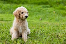 goldendoodles-hypoallergenic-dogs_thumb