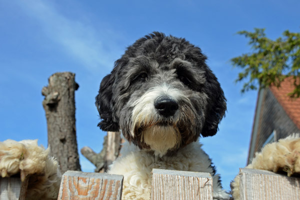 A picture of an Aussiedoodle