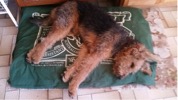 Spartan-do-airedale-terriers-shed