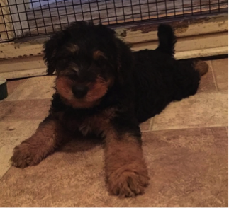 spartan-the-airedale-terrier-puppy