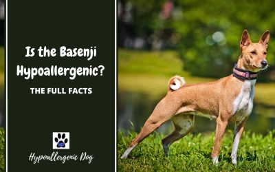 Are Basenjis Hypoallergenic Dogs?