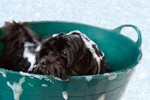 dog-grooming-bathing-dog