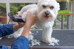 how-to-groom-a-dog-with-clippers-at-home