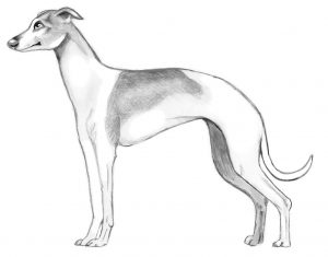 Are Italian Greyhounds non shedding.
