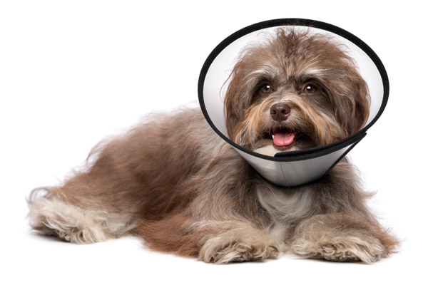 Does Neutering A Dog Calm Them Down?
