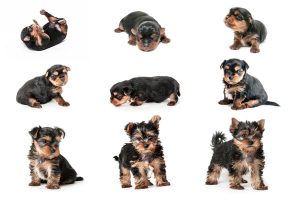 stages-of-puppy-development