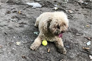 toy-poodle-playing-scruffy