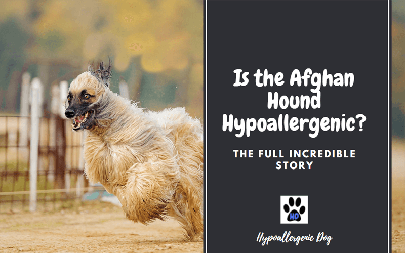 is the Afghan Hound hypoallergenic.