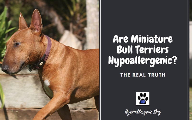 Are Miniature Bull Terrier Hypoallergenic?