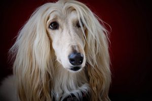 are Afghan Hounds non shedding.