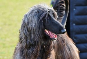Black Afghan Hound | Hypoallergenic Dog