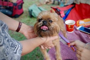 Brussels Griffon Grooming of hypoallergenic dog.