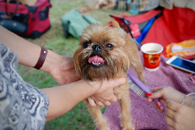 Is the Brussels Griffon hypoallergenic? The incredible ...
