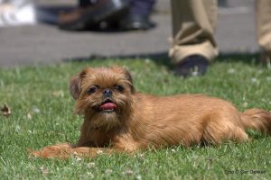 Brussels Griffon shed.