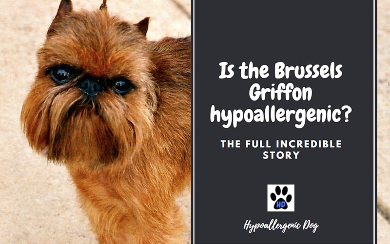 Brussels Griffon hypoallergenic.