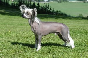 Chinese Crested Dog hypoallergenic.