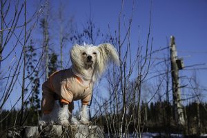 Do Chinese Crested Dogs shed.