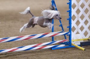 Chinese Crested Jumping