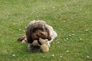 Cockapoo with toy