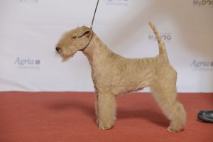 Do Lakeland Terriers shed.