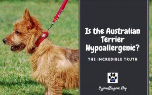 Is the Australian Terrier Hypoallergenic