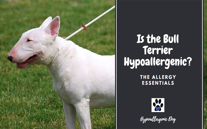 Is the Bull Terrier Hypoallergenic.