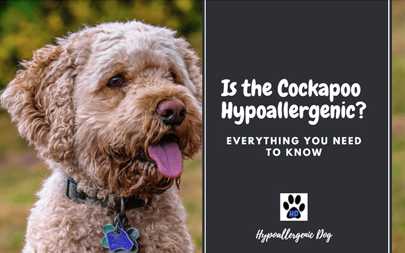Is the Cockapoo Hypoallergenic.