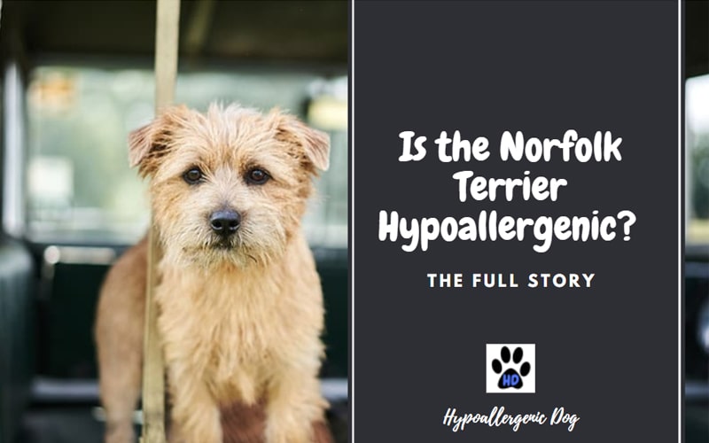 Is the Norfolk Terrier Hypoallergenic? The Full Story ...