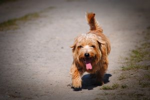are Norfolk Terriers non shedding.