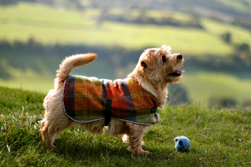 Is the Norfolk Terrier Hypoallergenic? The Full Story ...